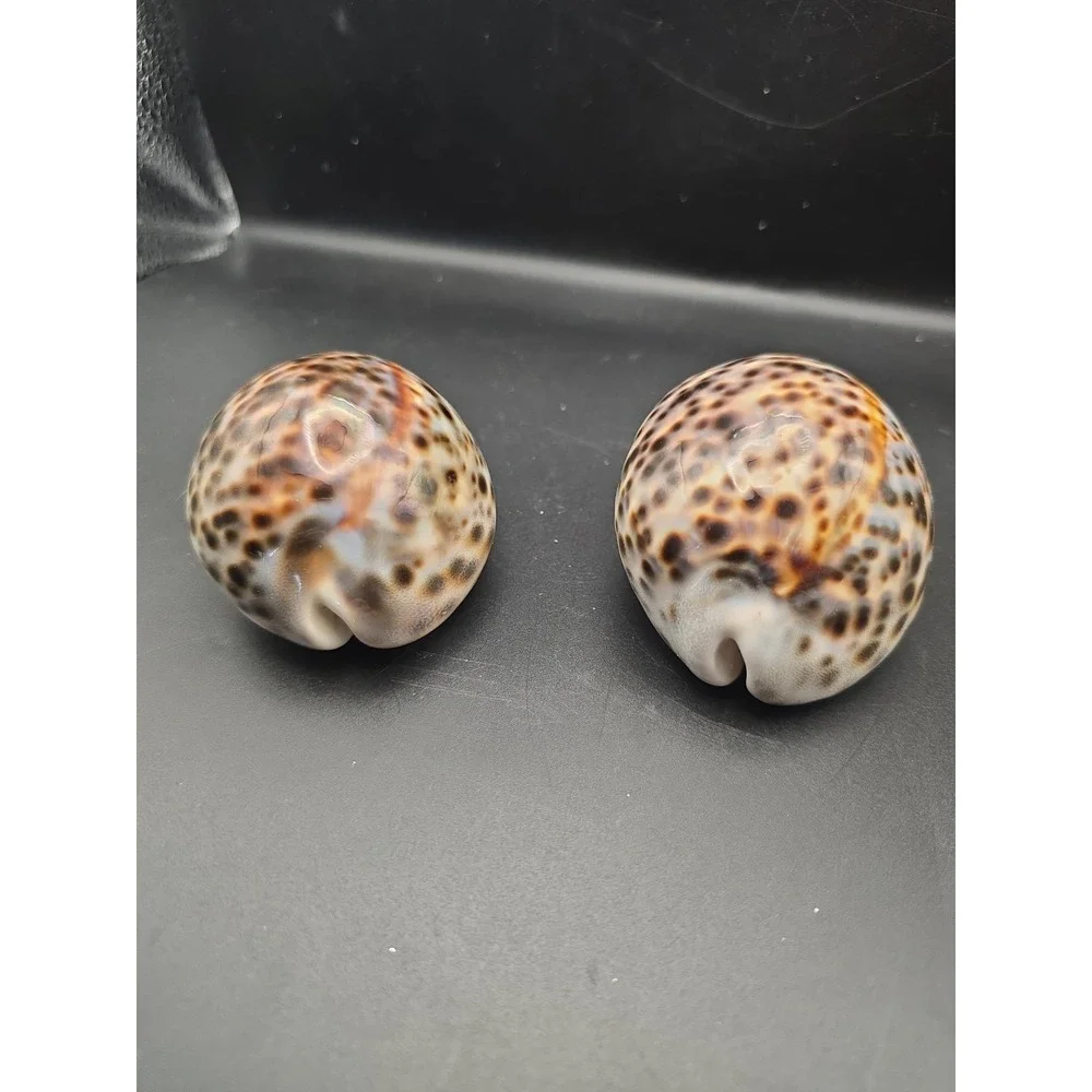 Tiger Cowrie Cypraea Tigris Leopard Pattern Seashell 3 & 3.5 Inches Shells
